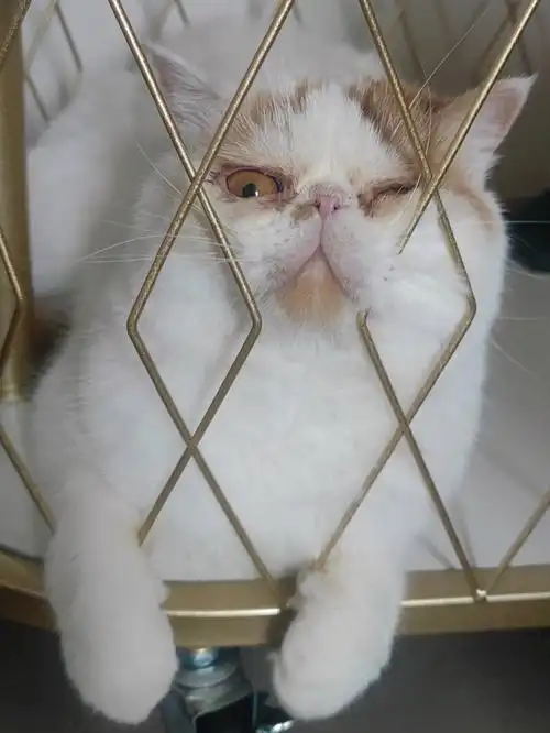 铁门啊铁窗啊铁锁链