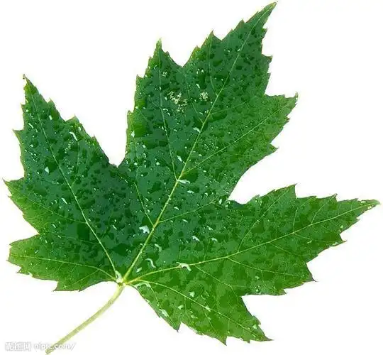 一片树叶(最美的散文)