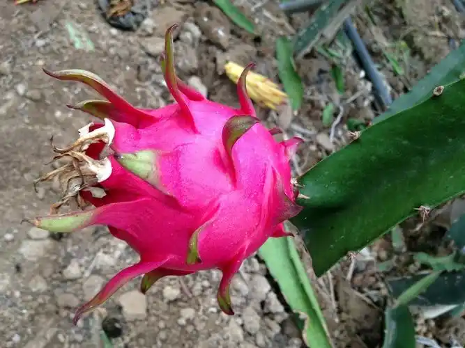 火龙果与霸王花