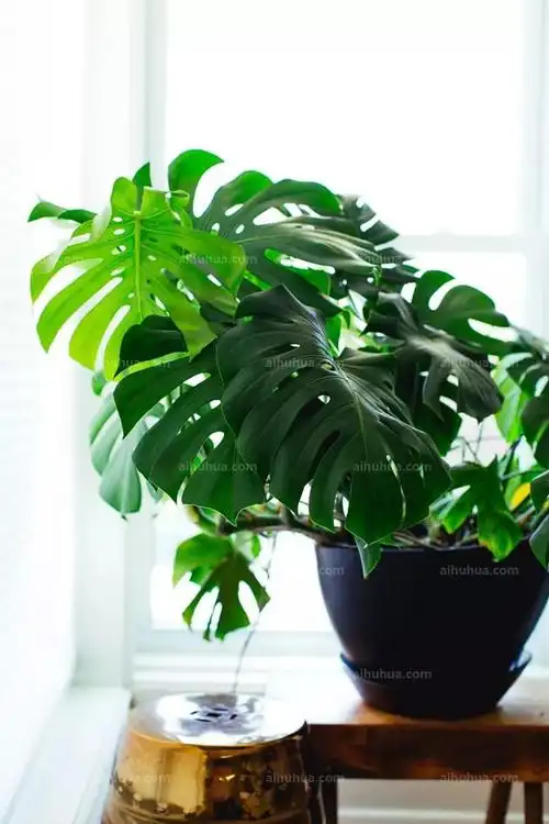 是一种观赏性特别好的热带观叶植物,我这棵是带黄斑的品种,属于花叶鸭