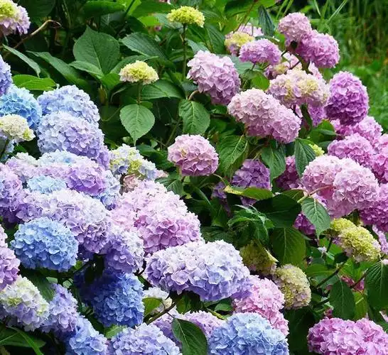 喜欢高温的5种花夏天暴晒也没事现在买一盆不耽误赏花