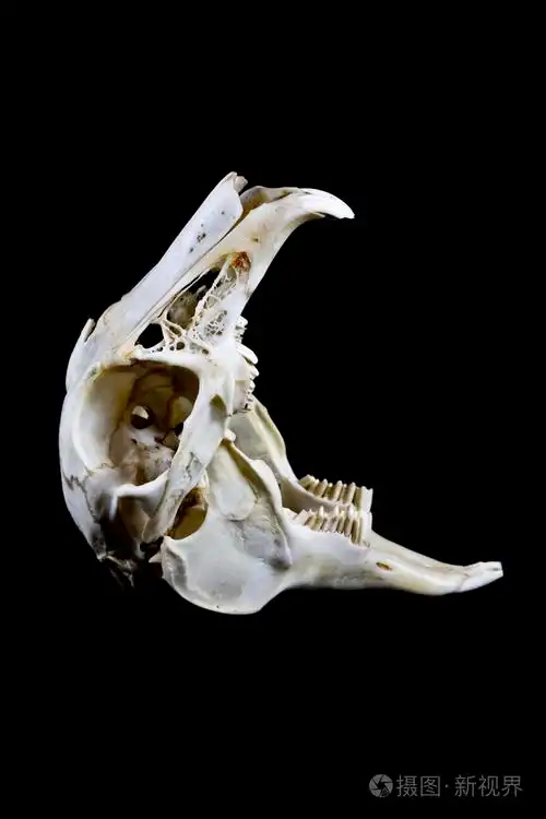 兔颅骨分离在黑色背景上