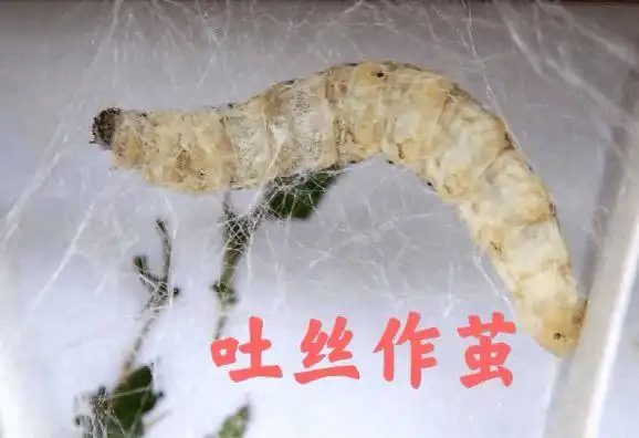 小鱼秀伟大的蚕养蚕观察日记