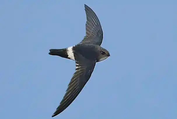 雨燕飞天如何繁衍后代,只有死亡才落地?