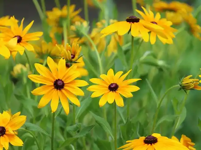 黄色的花朵,花瓣,叶子 壁纸 - 1920x1440