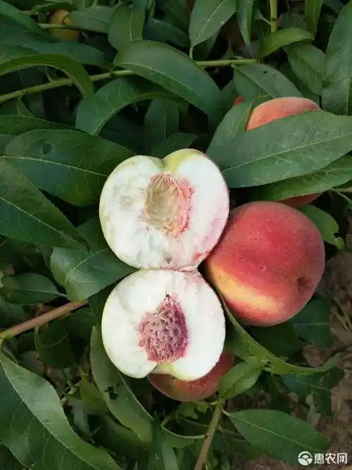 [久保蜜桃批发]大久保桃 大久保价格1.6元/斤 - 惠农网