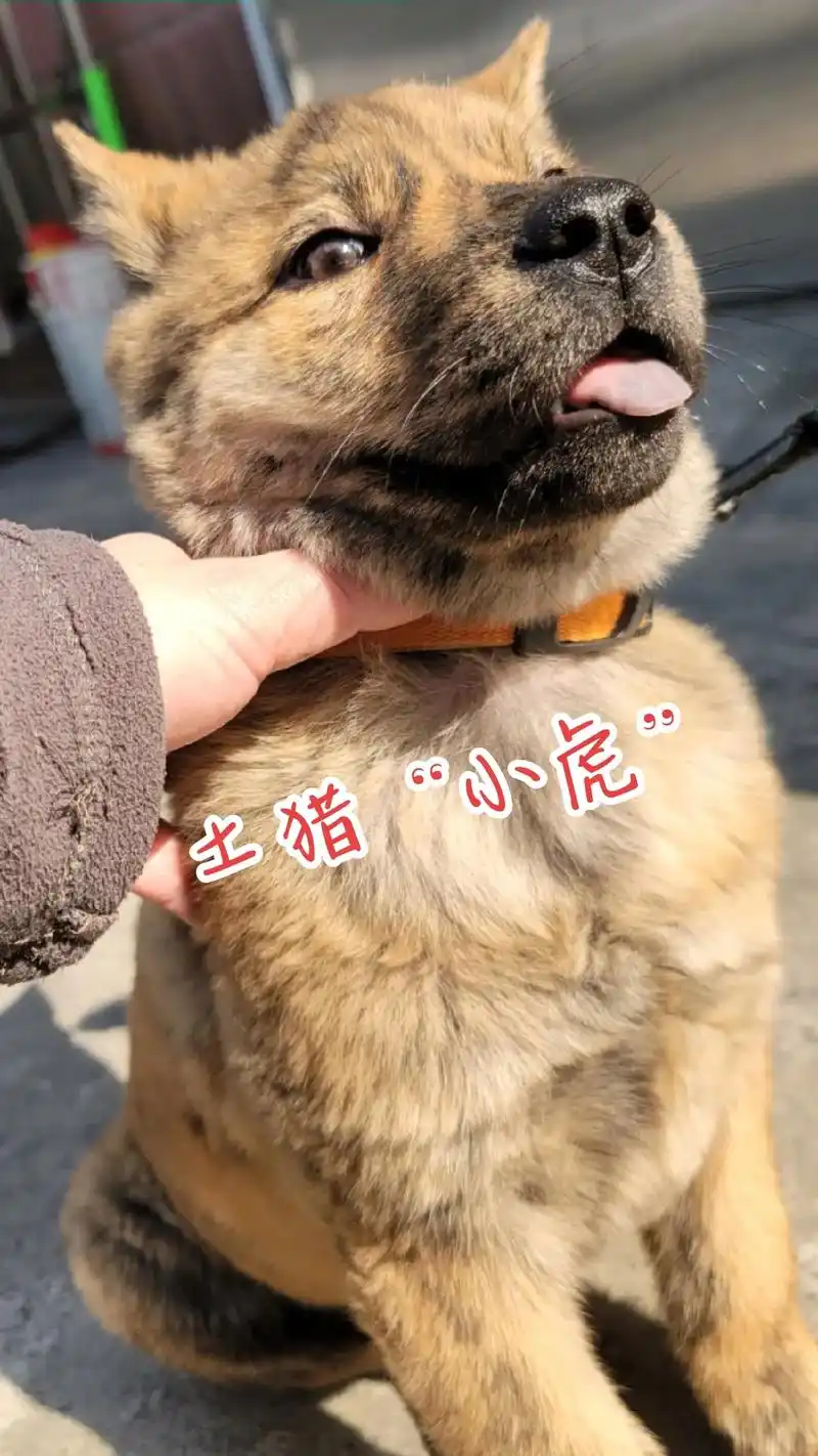 一须龙,二须虎,三须虫,四须富 关于中华田园犬,你老家在选狗 - 抖音