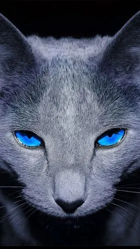 iphone6 plus/iphone6s plus手机壁纸_苹果6p