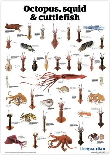 书评学会关灯的章鱼脑子里到底在想什么章鱼的心灵