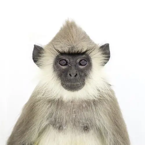 来自世界各地的猴子 - 图片故事-摄影大赛2016 - 国家地理中文网