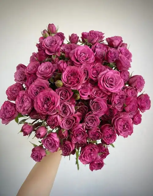 多头玫——暗夜魅影玫瑰