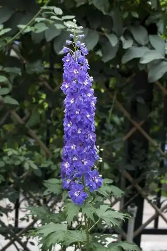 开成大花柱的大花飞燕草