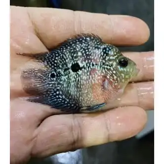 罗汉鱼鱼活体起头大红马观赏鱼小鱼好养活招财淡水麒