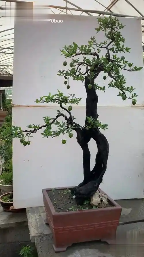 收藏品!怪桩 金弹子盆景-生活视频-搜狐视频