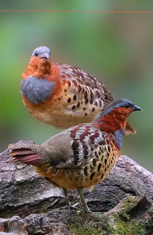 原来竹鸡还有这么多种叫声?你知道各种叫声含义吗?