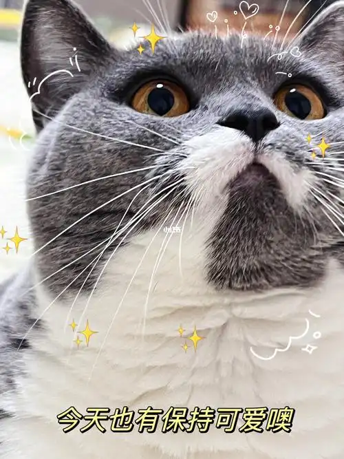 好可爱的小猫咪