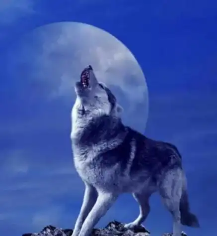 狼道经典语句图片微信朋友圈狼道图片