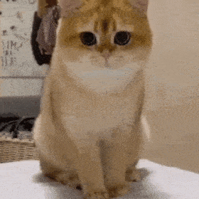 聊天表情包动态猫狗表情包07