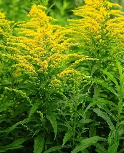 什么是加拿大一枝黄花加拿大一枝黄花组织工人拔除和集中处理县农业