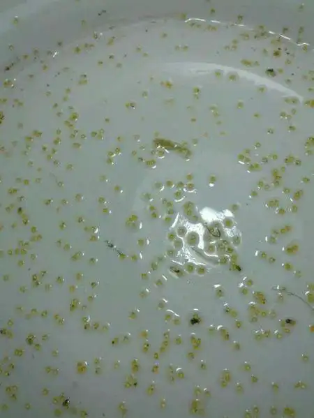 这个这个鱼的卵长什么样?