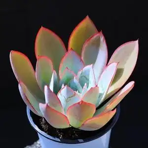 冰与火多肉植物盆栽多肉绿植花卉豪华组合云南直发