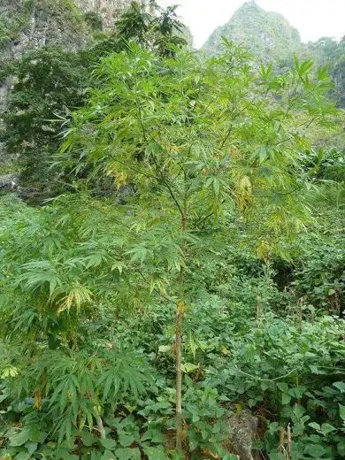 中文学名:火麻树 拉丁学名:dendrocnide urentissima 界:植物界 门