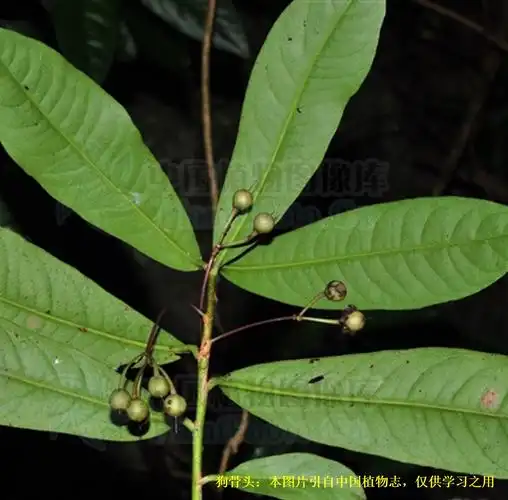 20191224——狗骨头(ardisia aberrans (walker) c. y. wu et c.