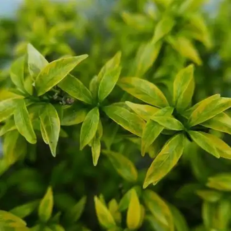 好看的绿叶绿色有生机的适合做头像的绿植图片