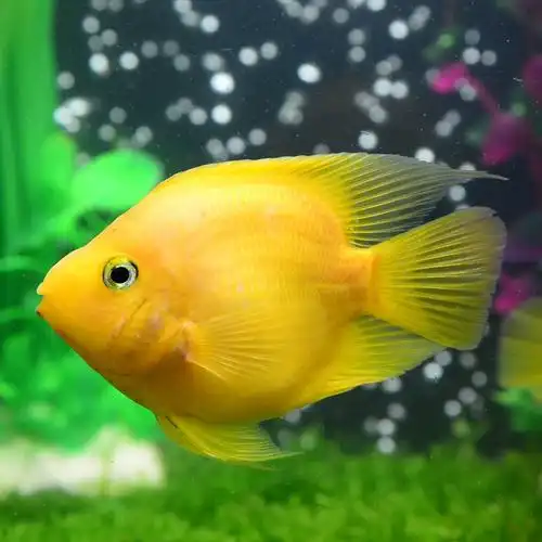活体鱼热带鱼黄金鹦鹉鱼黄鹦鹉鱼观赏鱼发财鱼清道夫谈水鱼好耐活