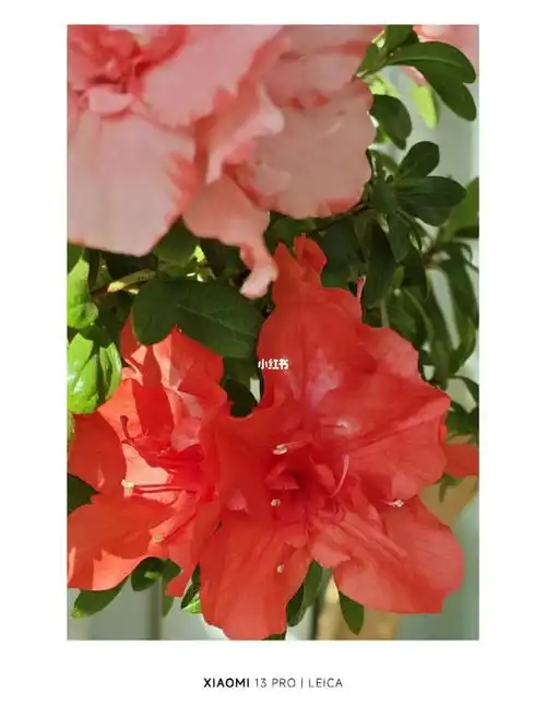 阳光下的杜鹃红