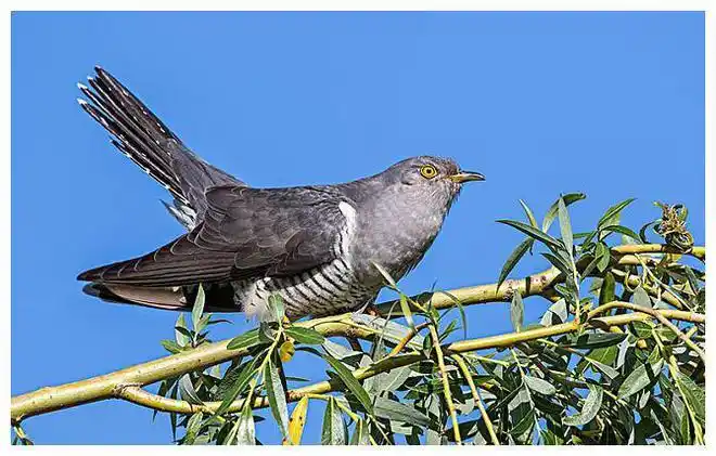 康乐斋丛钞杜鹃鸟之来源传说故事古籍中之记载