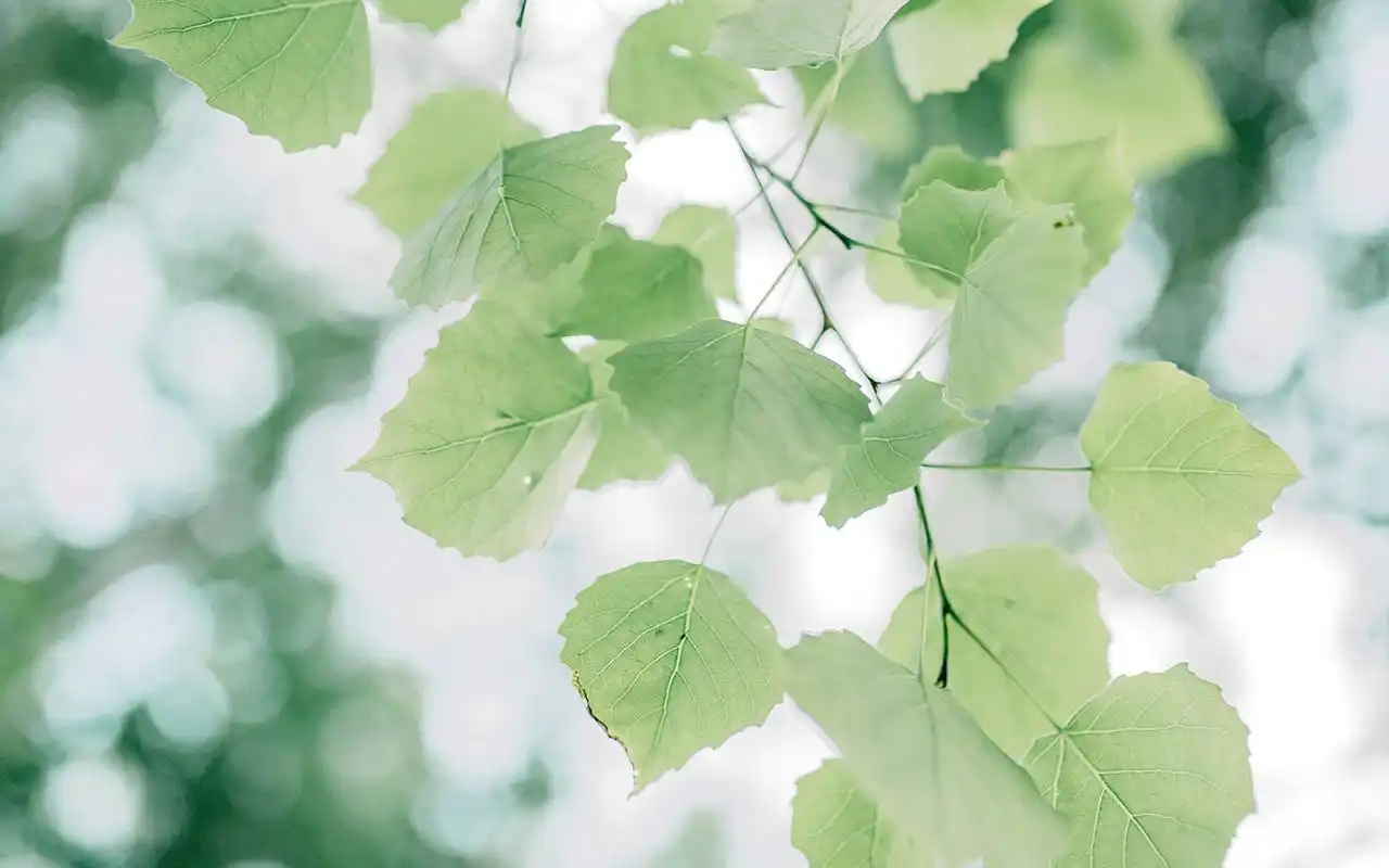 小清新绿色植物微距摄影图片电脑壁纸