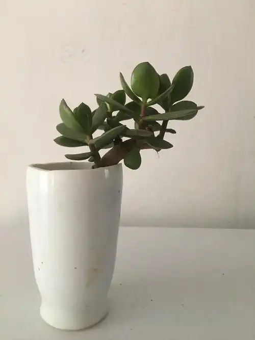 玉树:生长较快,须年年重剪,冬天要管住自己的手,不浇水或少浇水.