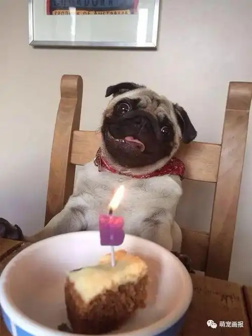 面对生日蛋糕和蜡烛,过生日的猫猫狗狗们反应好搞笑
