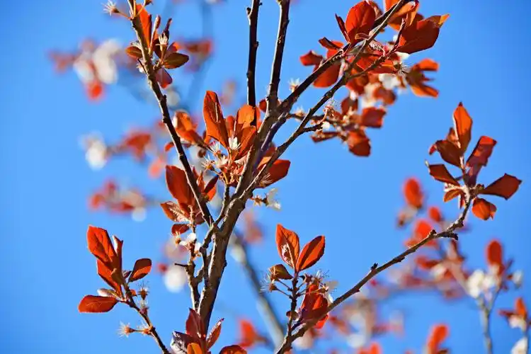 红叶李叶子图片(红叶李的叶子有毒吗)