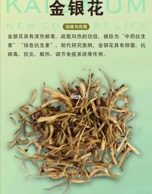 金银花可以喝吗?_功效与作用