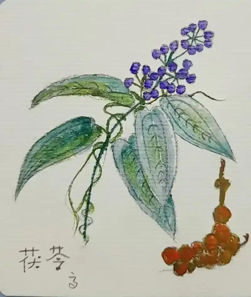 [每日一手绘]~茯苓.别名: 云苓,茯菟,茯灵,茯兔,松腴, - 抖音