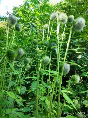 日月峡植物山牛蒡