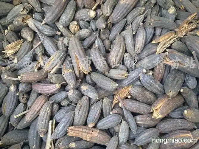 供应云锦杜鹃种子