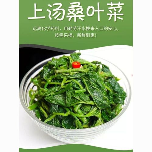 新鲜冷冻桑叶芽新鲜上汤桑叶菜天然食用嫩芽桑芽菜桑叶新鲜嫩桑芽