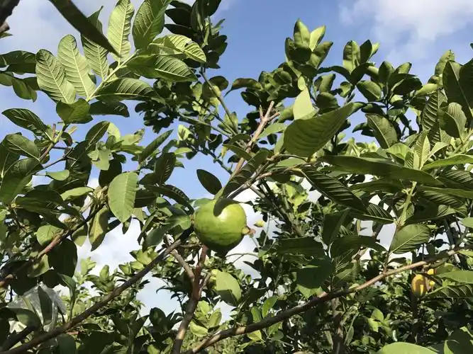 【佳里甜滋味】脆甘甜的有机珍珠芭乐