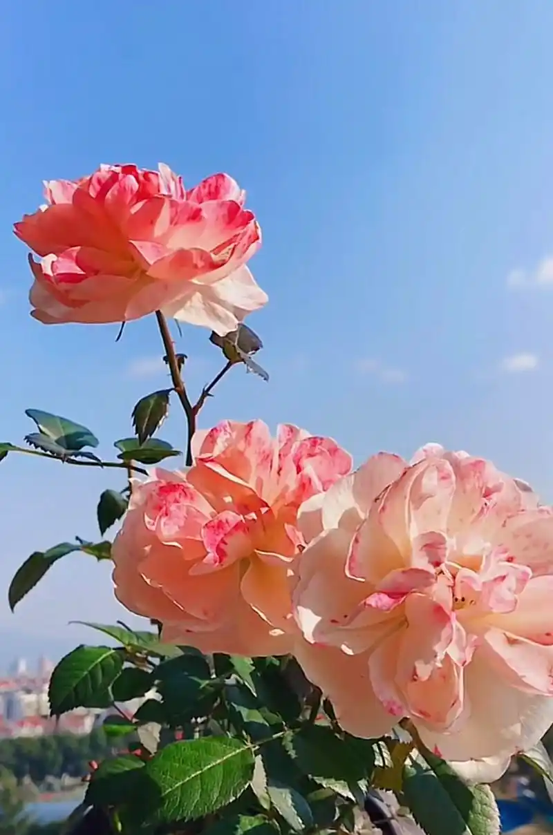 蓝天下的花朵图片