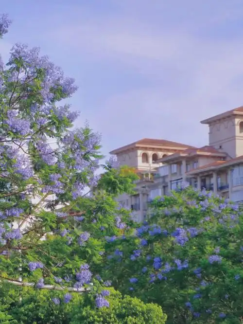 成都蓝花楹绵延两公里的浪漫与温柔