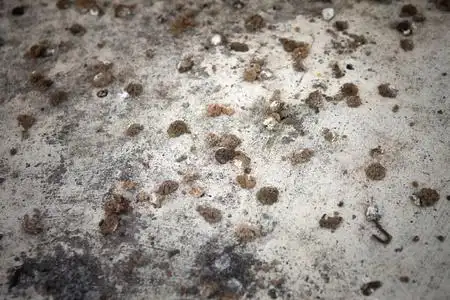 在水泥背景上的鸟粪照片