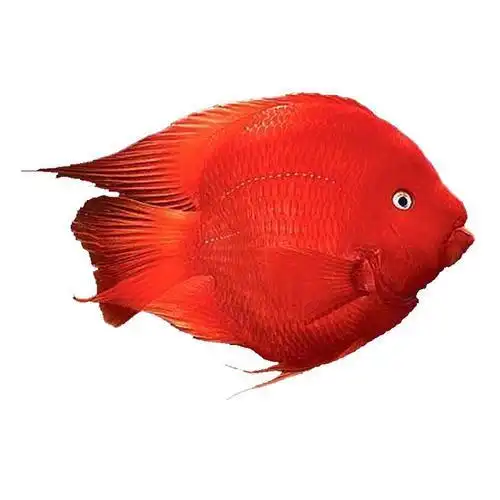 红财神鱼简笔画