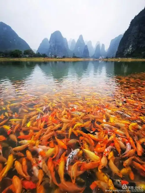 锦鲤雀跃,吉祥如意!