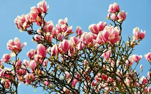 壁纸 许多玉兰花盛开,春天 1920x1200 hd 高清壁纸, 图片, 照片