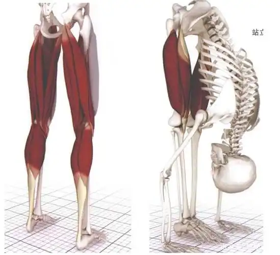 他的拮抗肌是大腿后侧的腘旁肌和小腿后侧的腓肠肌