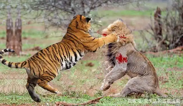 狮子,老虎,豹子,鳄鱼四种猛兽在一起拼斗谁更厉害?