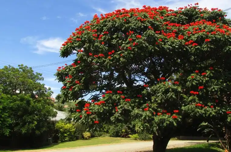 是紫葳科,火焰树属乔木,树皮平滑,灰褐色.